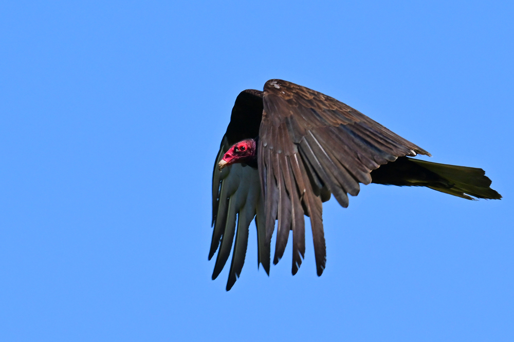Turkey Vulture Turkey Vulture